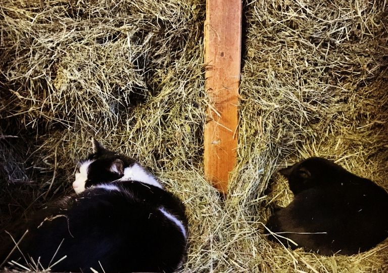 Hof & Tiere