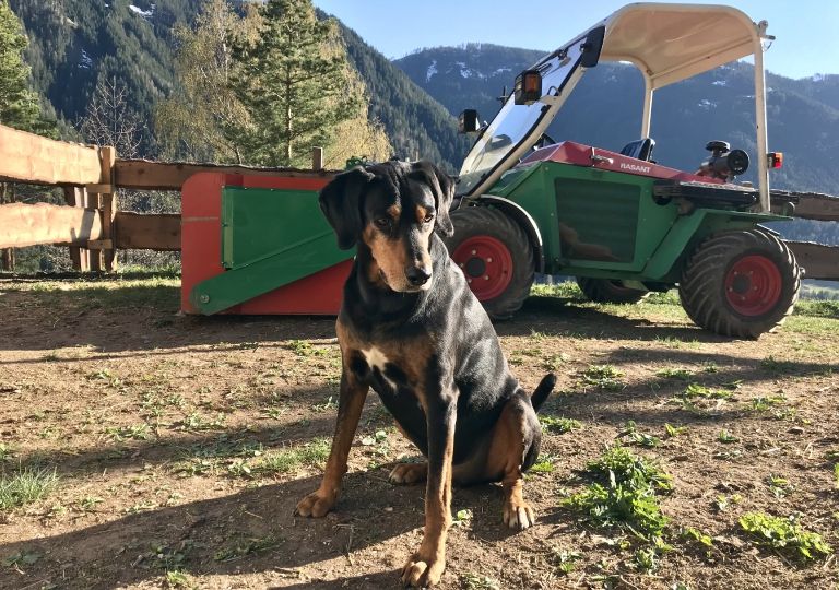 Hof & Tiere