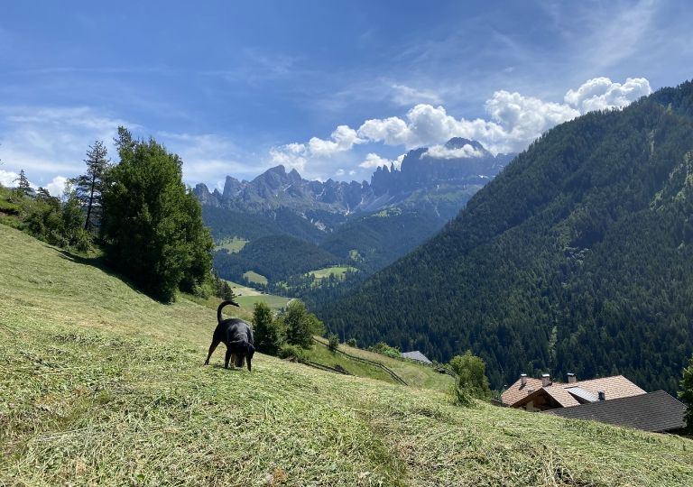 Hof & Tiere